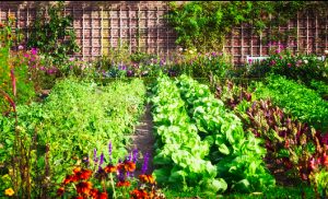 survival garden