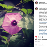 morning glory catherine bleish bonandin rewildchild instagram