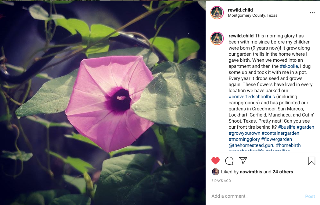 morning glory catherine bleish bonandin rewildchild instagram