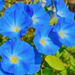 morning glory blue