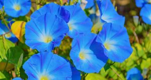 morning glory blue