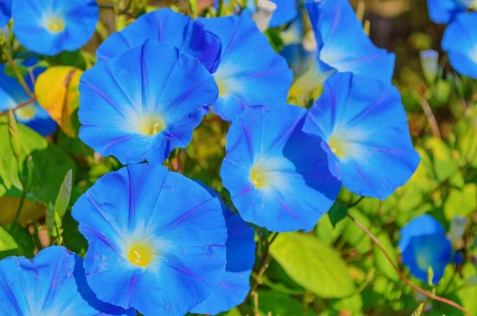 morning glory blue