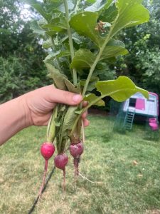 What to plant in August - Radishes