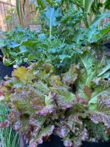 kale plant in august