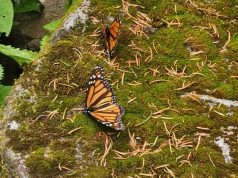 monarch butterflies coronavirus