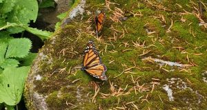 monarch butterflies coronavirus