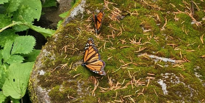 monarch butterflies coronavirus